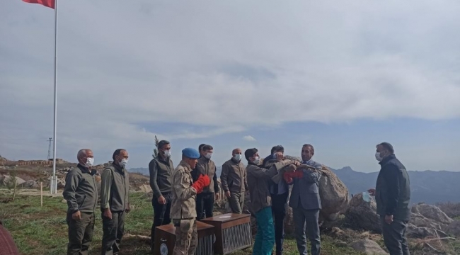 Üç aylık tedavilerinin ardından iyileşen 2 kızıl şahin doğaya salındı