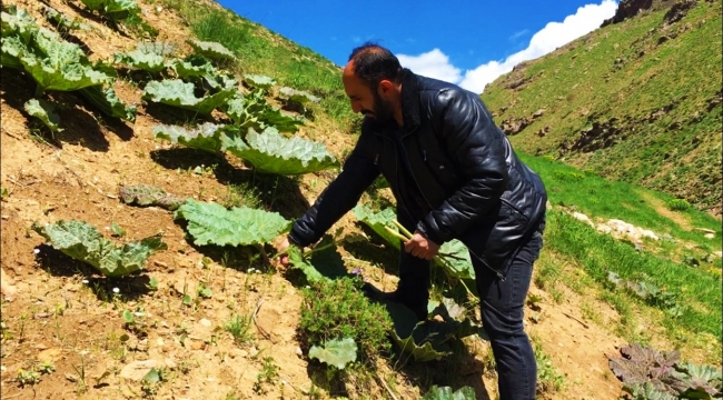 Vatandaşların "yayla muzu" mesaisi
