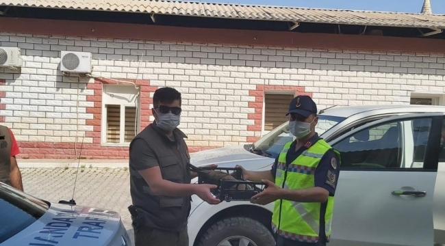 Yaralı kızıl şahin tedaviye alındı