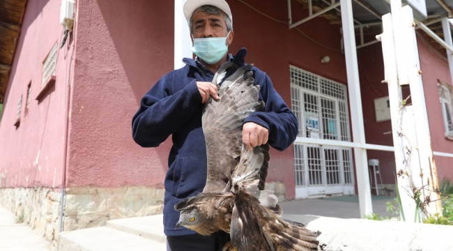Yaralı şahine belediye personeli sahip çıktı