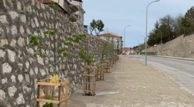 Yeni dikilen ıhlamur ağaçları çiçek açtı