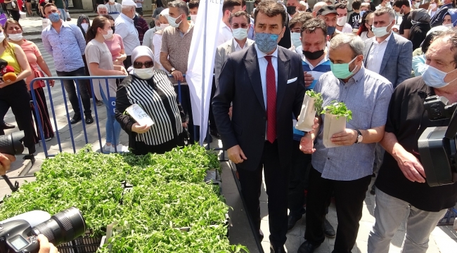 Yerli tohum fideleri toprakla buluşuyor