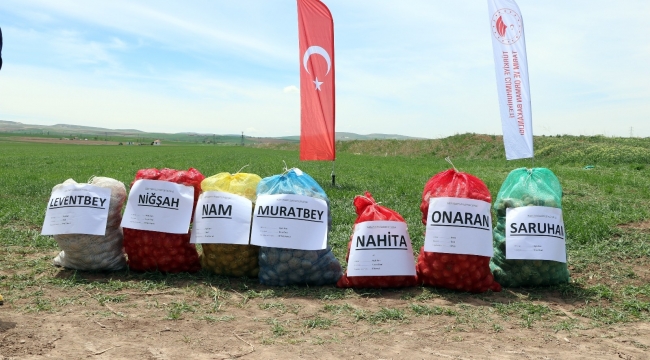 Yozgat'ta 7 çeşit yerli patates tohumu deneme ekimi yapıldı