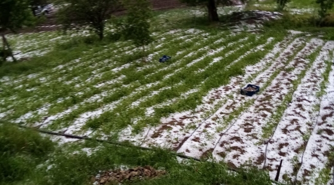 Bursa'da dolu yağışı mahsülleri vurdu