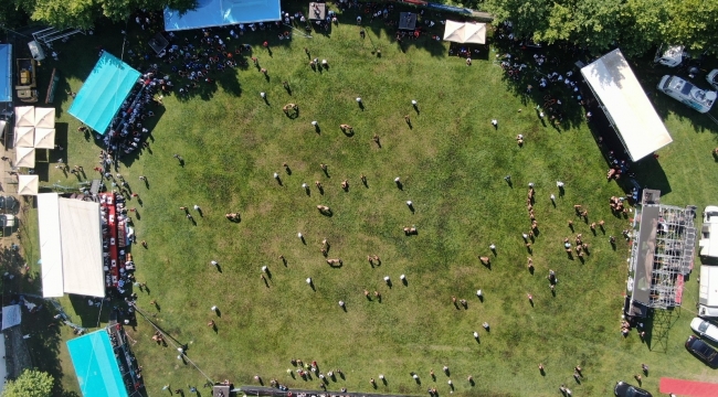 Bursa'da Geleneksel Çalı Yağlı Güreşlerine yoğun ilgi