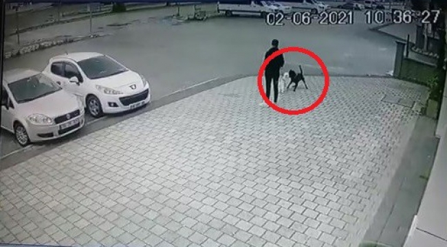 Bursa'da pitbull dehşeti, o anlar kamerada