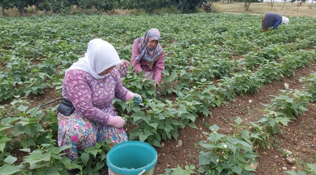 Damaklarda iz bırakan fasulyenin hasadına başlandı
