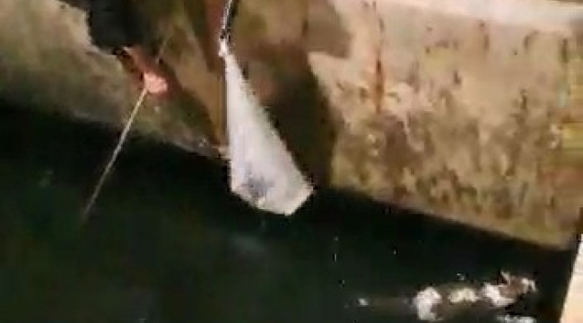 Denize düşen kedi balıkçı kepçesiyle kurtarıldı