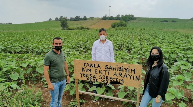 Kendisinden habersiz tarlasına ayçiçeği ekilen çiftçi bakın ne yaptı