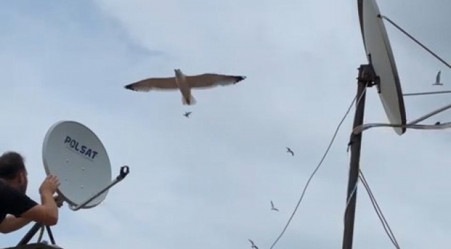 Martılar anten tamircisini çatıda rahat bırakmadı