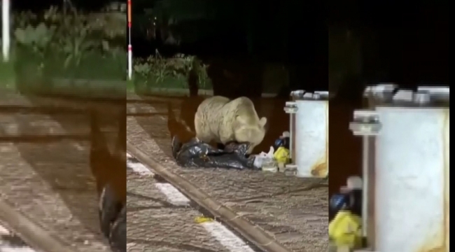 Uludağ'da aç kalan ayı yerleşim yerine indi