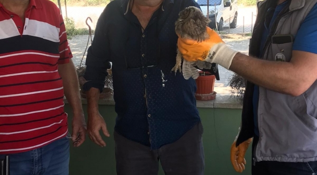 Yaralı Baykuş'u ölümden kurtardılar