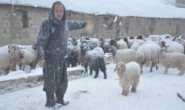 Yüksekova'da 14 koyun telef oldu
