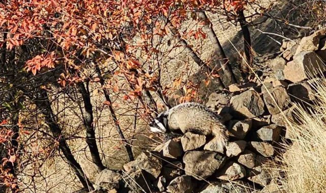 Kırmızı listede bulunan 'Porsuk' Elazığ'da görüldü