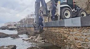 Gelibolu'da ölü inek sahile vurdu