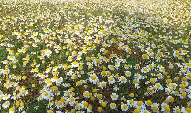 Dağlar çiçek açtı, arıcılar umutlandı