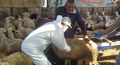 Koçarlı'da küçükbaş hayvanlar aşılandı