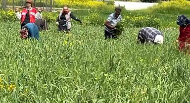 AB tescilli araban sarımsağında yabancı ot temizliği sürüyor