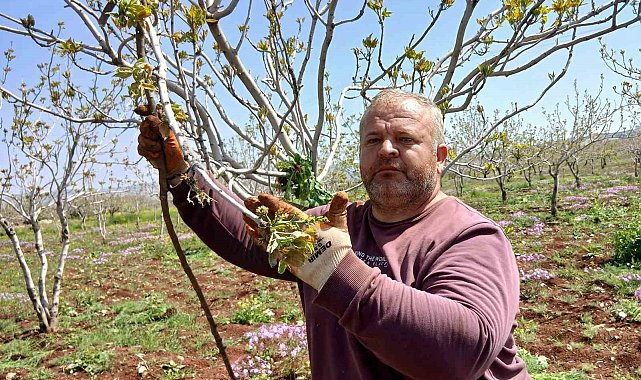 Araban'da fıstık üreticileri tırtıl'la mücadele çalışması başlattı