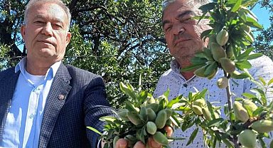 Araban'ın yerli badem çağlası sofralarda yerini aldı