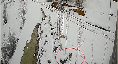 Bayburt'ta nefes kesen kovalamaca: Tavşanın kurdu atlattığı anlar kamerada