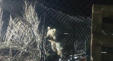 Bayburt'ta şantiye alanına inen ayı vatandaşın sesini duyunca böyle kaçtı