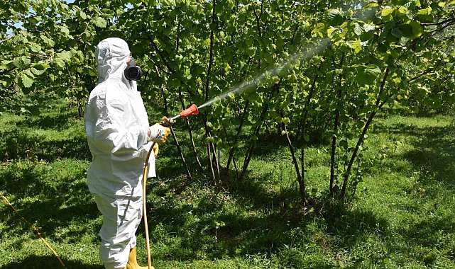 Fındıkta külleme ve kozalak akarına karşı mücadele başlatıldı