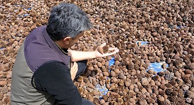 Kahramanmaraş'ta kızılçam tohumları sahaya hazırlanıyor