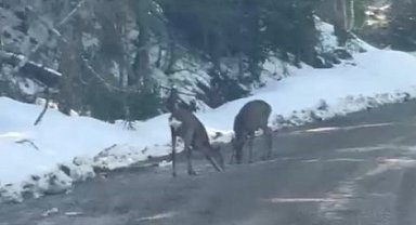 Kastamonu'da karacalar su içerken görüntülendi