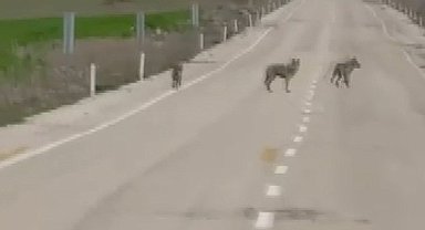 Kemah'ta kurt sürüsü cep telefonu kamerasına yansıdı