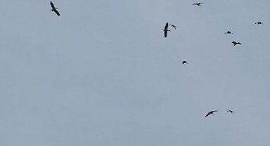 Kozan semalarında leyleklerin göç yolculuğu mest etti