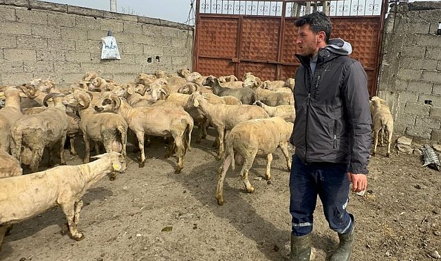 Kurbanlık parasıyla evlenmişti şimdi doğacak bebeği için kullanacak