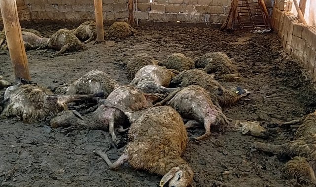 Malatya'da ağıla giren kurt 30 koyunu telef etti