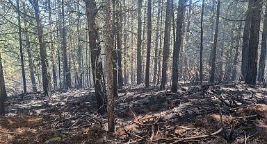 Orman yangını kontrol altına alındı