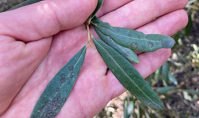 Salihli'de 'Halkalı leke' uyarısı