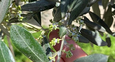 Sarıgöl'de zeytin üreticileri pamuklu bit zararlısına karşı uyarıldı