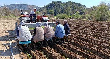 Selendi'de tütün mesaisi başladı