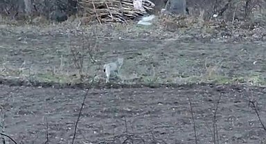 Tortum'da nesli tükenme tehlikesinde olan vaşak görüntülendi