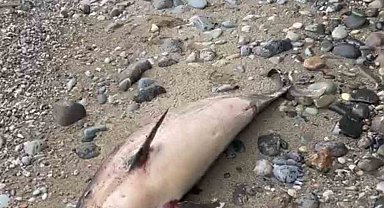 Trabzon'da yunus balığı ölümleri