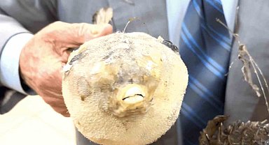 Balıkçı Kenan'dan "balon balığı" uyarısı: "Dişleri jilet gibi, dikenleri zehirli"