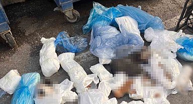 Başsavcılık itiraz etmişti, 33 kediyi öldüren veteriner tutuklandı