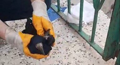 Bayburt'ta poşete dolanan kargayı baba ve oğlu kurtardı
