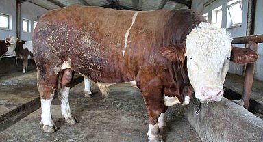 Bingöl'de 1,5 tonluk 'Tosun Paşa' 450 bin liraya alıcı buldu