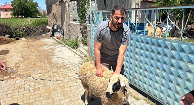 Erzincan'da kaçan kurbanlık koyun 1 saat sonra yakalandı