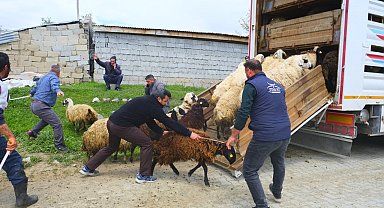 Erzincan'da yayla yolculuğu başladı, üreticiler hayvanları kamyonlara yüklemekte zorlandı
