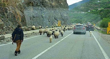 Gümüşhane yaylalarına geleneksel küçükbaş hayvan göçü başladı