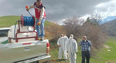 Gümüşhane'de çekirge istilasına uğrayan köyde ilaçlama çalışması başlatıldı