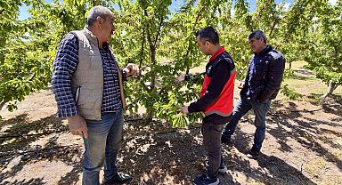 Kiraz üretim alanlarında kontroller sürüyor