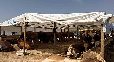 Kurban pazarlarında haşereye karşı ilaçlama mesaisi