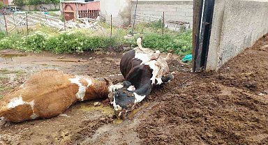 Niğde'de yıldırım düşmesi sonucu iki inek telef oldu